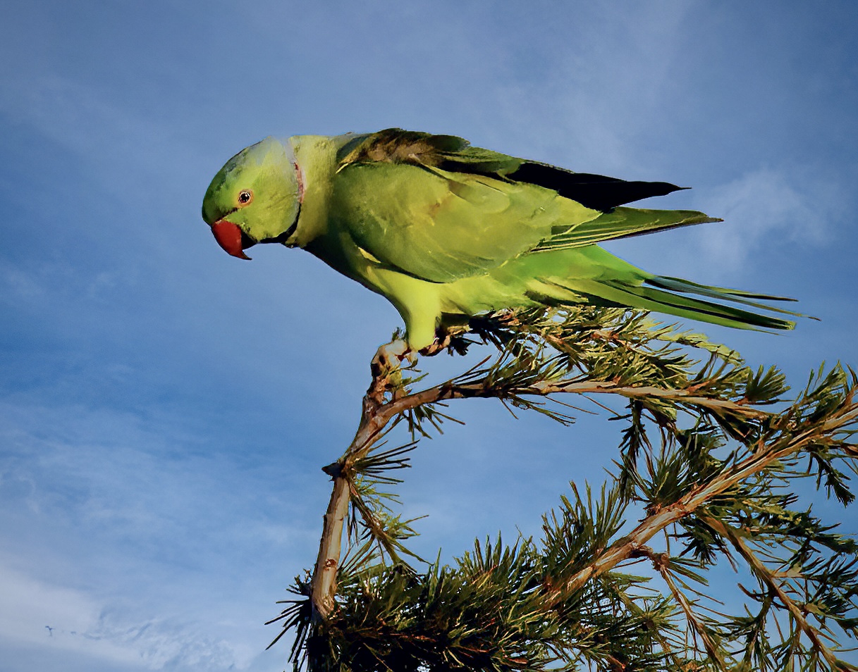 Yeşil papağan » Rose-ringed Parakeet » Psittacula krameri