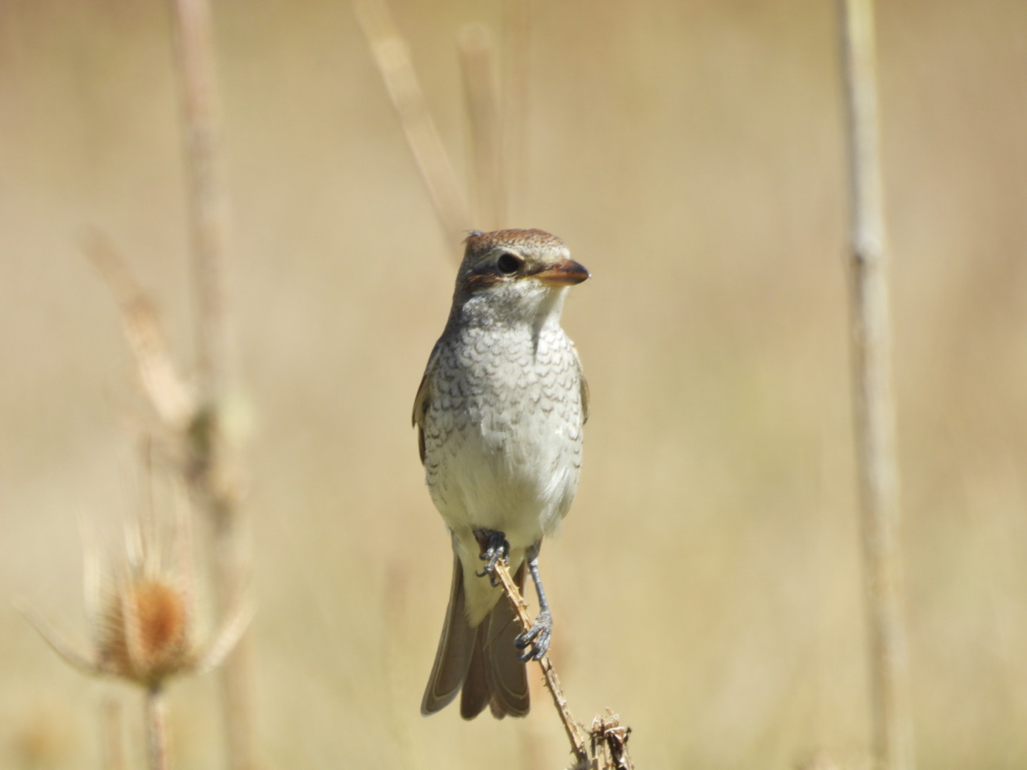 Kızılsırtlı örümcekkuşu » Red-backed Shrike » Lanius collurio