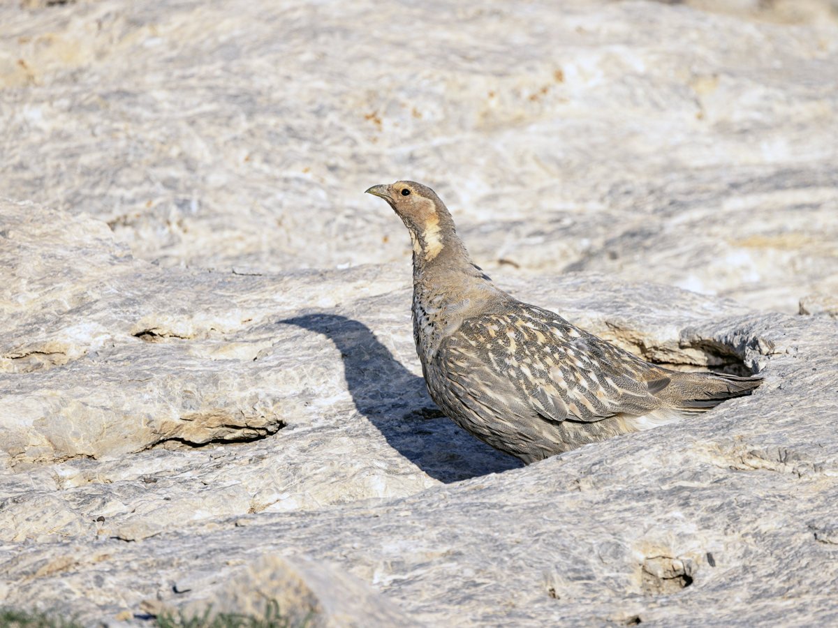 Urkeklik » Caspian Snowcock » Tetraogallus caspius
