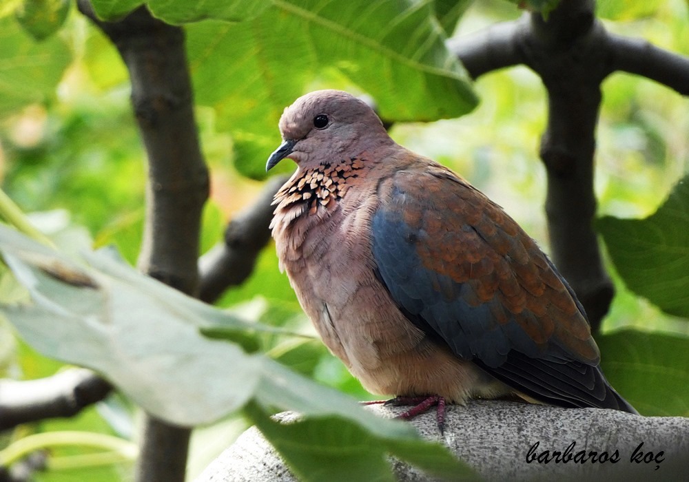 Küçük kumru » Laughing Dove » Spilopelia senegalensis