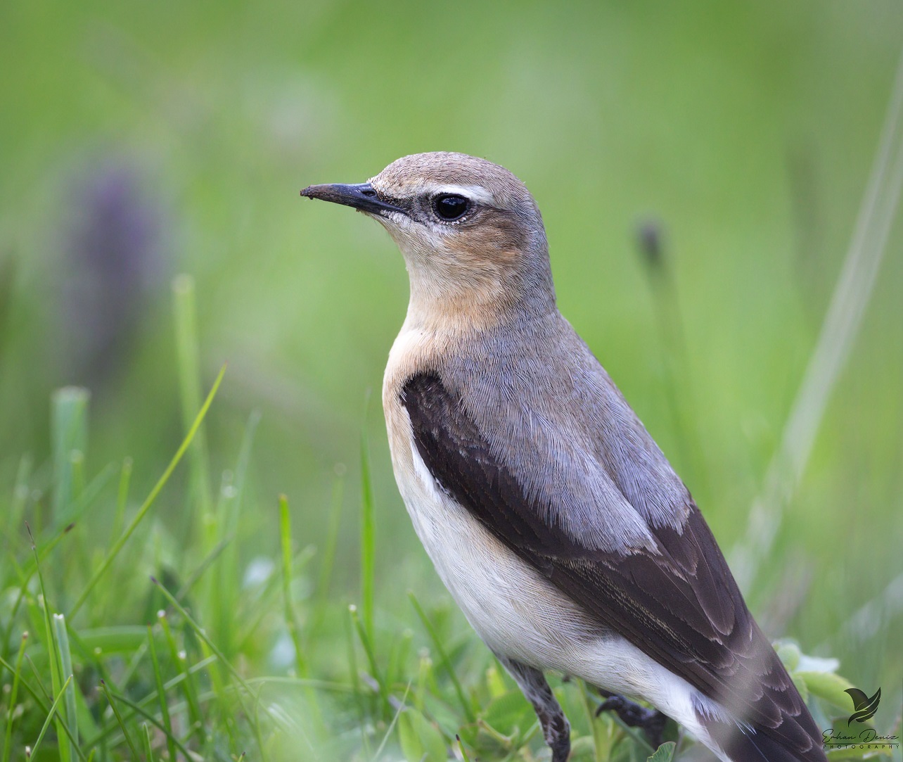 Kuyrukkakan » Northern Wheatear » Oenanthe oenanthe