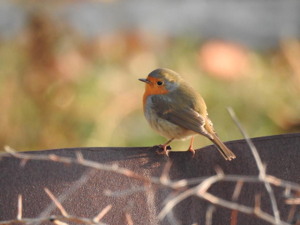 Kızılgerdan » European Robin » Erithacus rubecula
