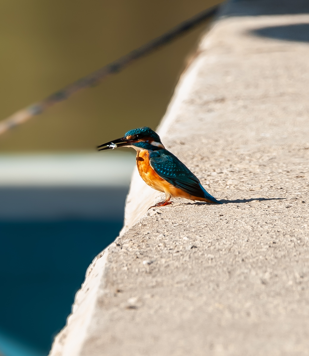 Yalıçapkını » Common Kingfisher » Alcedo atthis