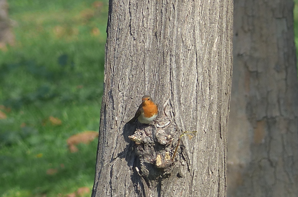 Kızılgerdan » European Robin » Erithacus rubecula