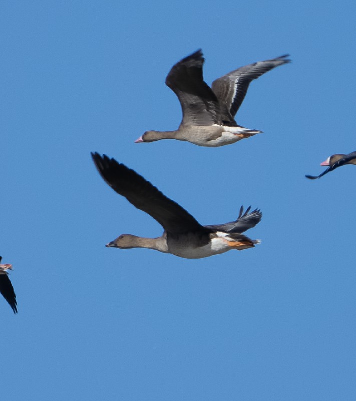 Tarla kazı » Taiga/Tundra Bean Goose » Anser fabalis/serrirostris