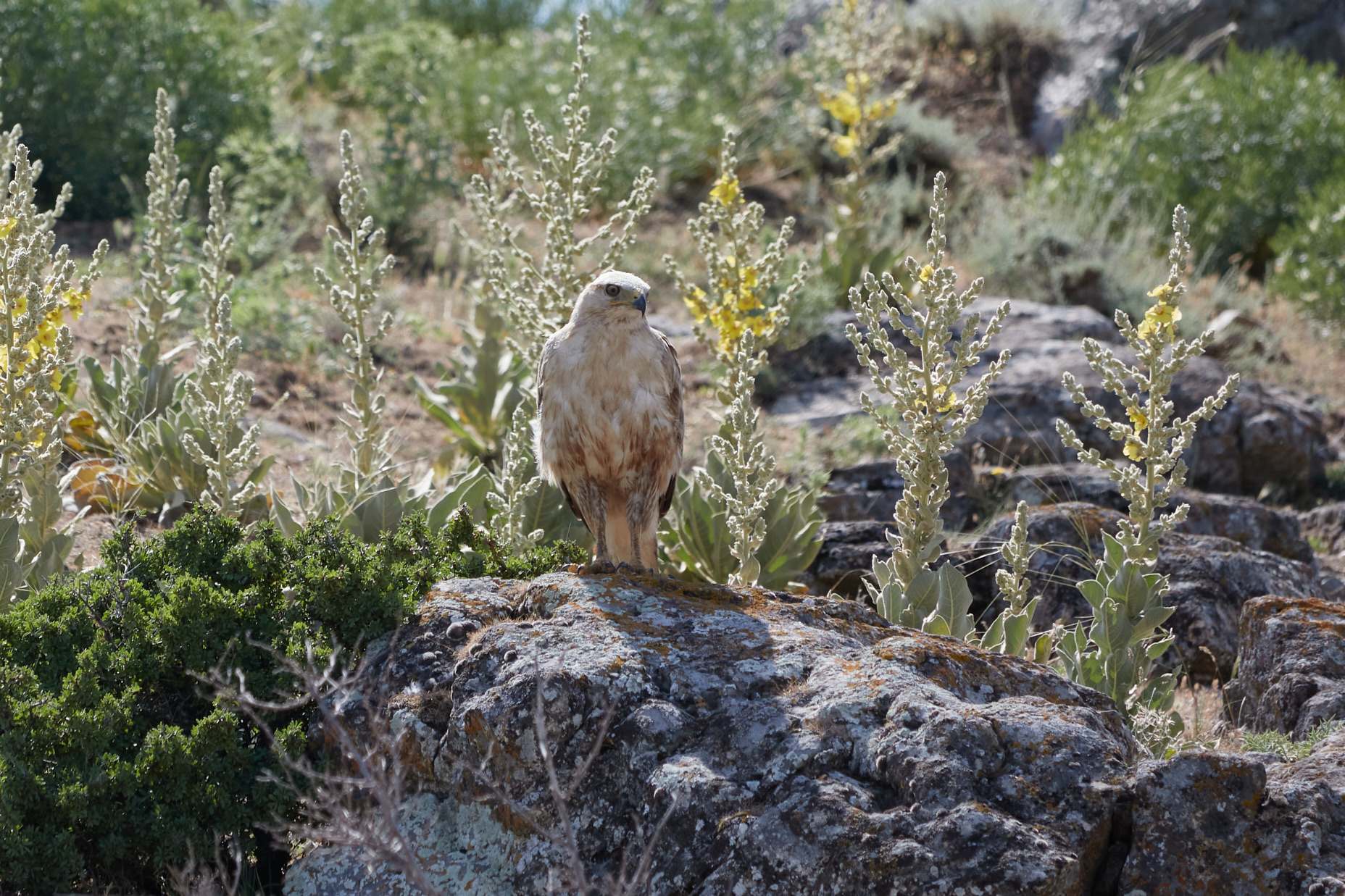 Kızıl şahin » Long-legged Buzzard » Buteo rufinus