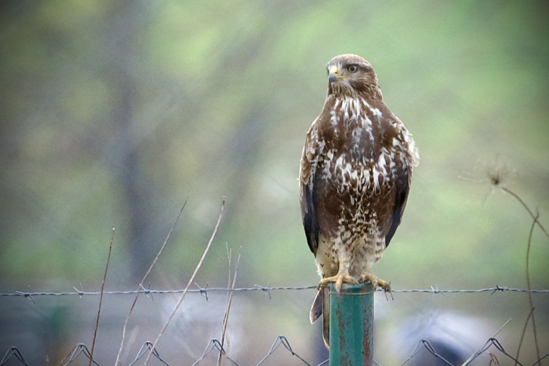 Şahin » Common Buzzard » Buteo buteo