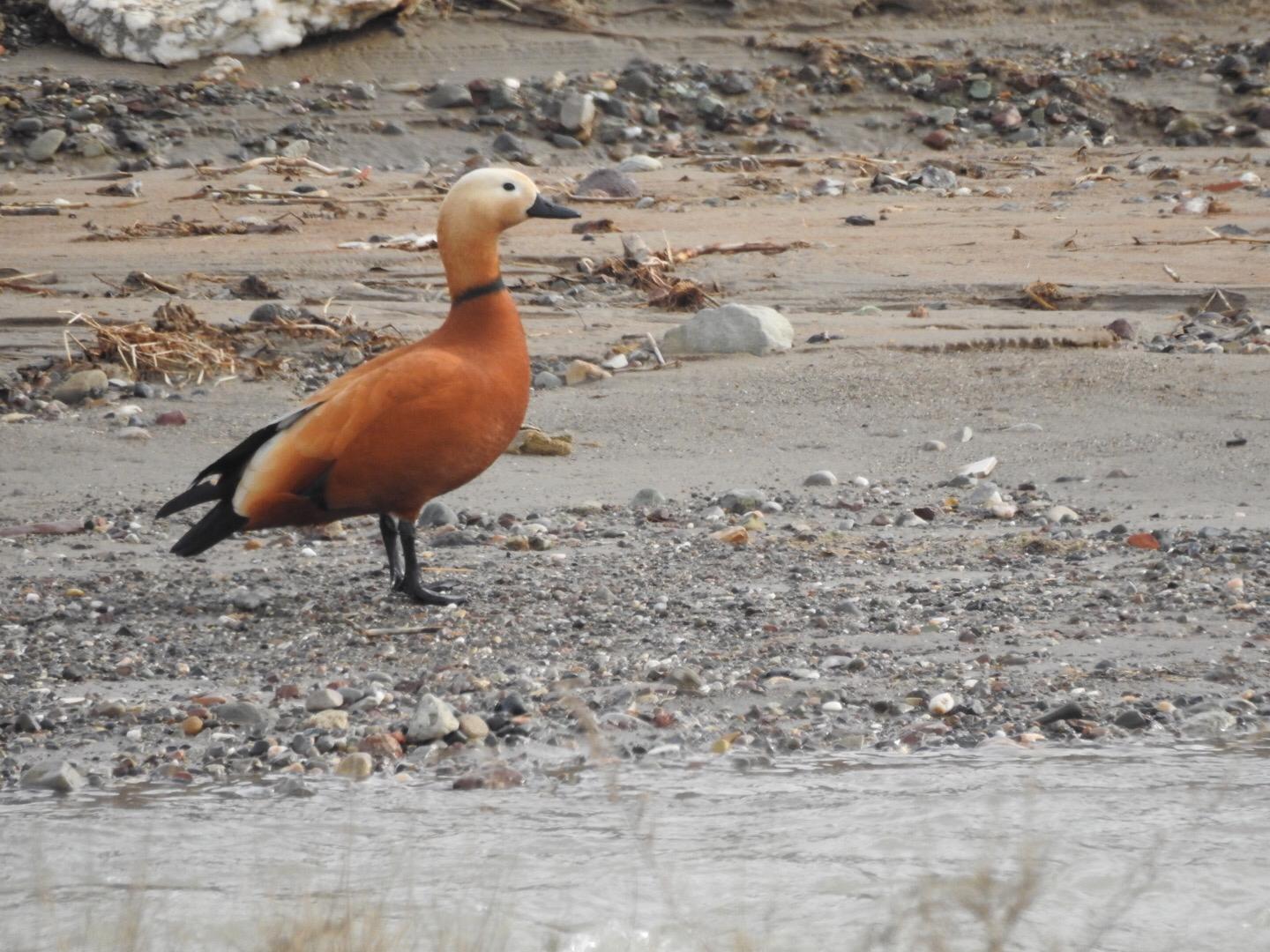 Angıt » Ruddy Shelduck » Tadorna ferruginea