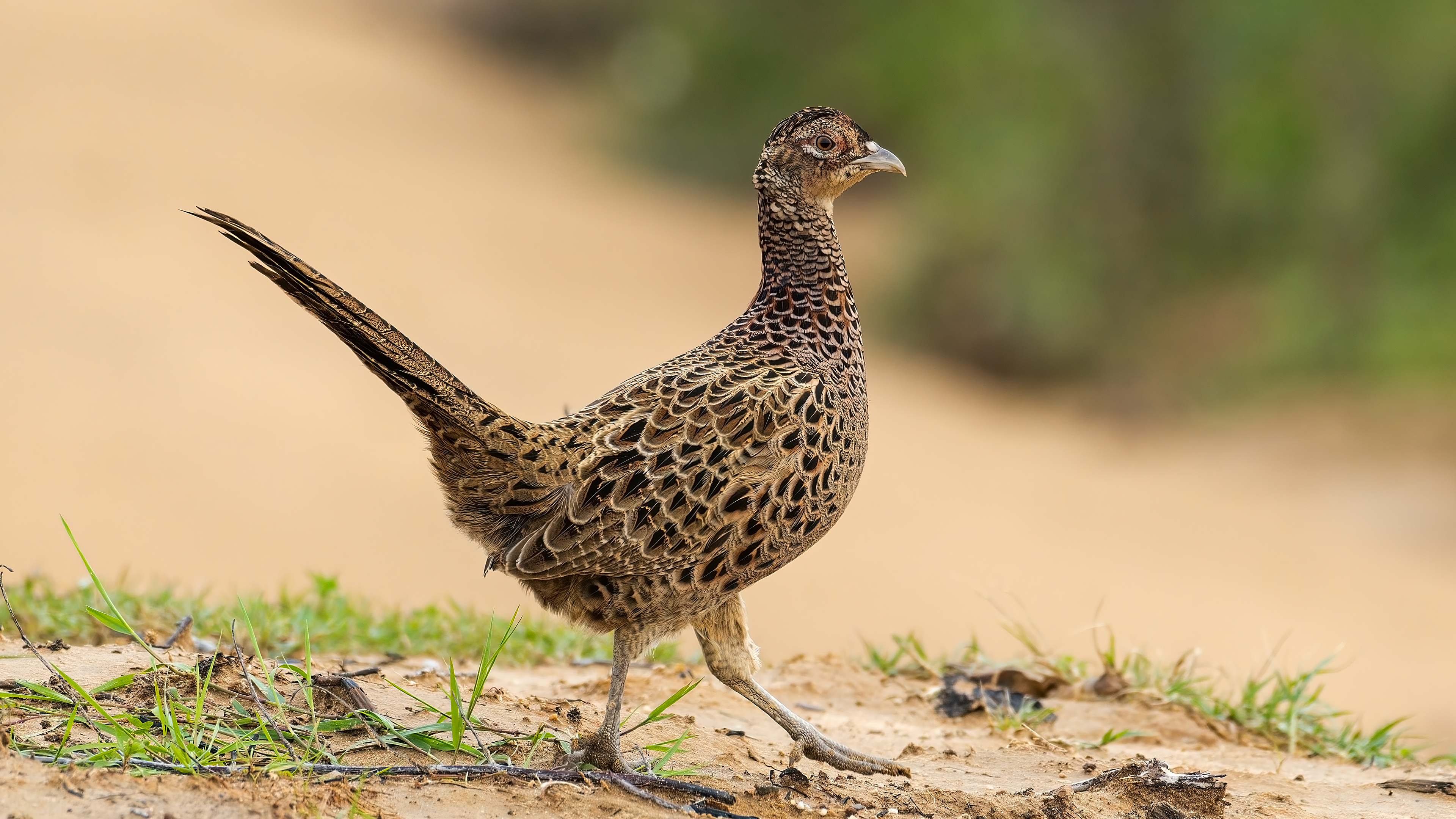 Sülün » Common Pheasant » Phasianus colchicus