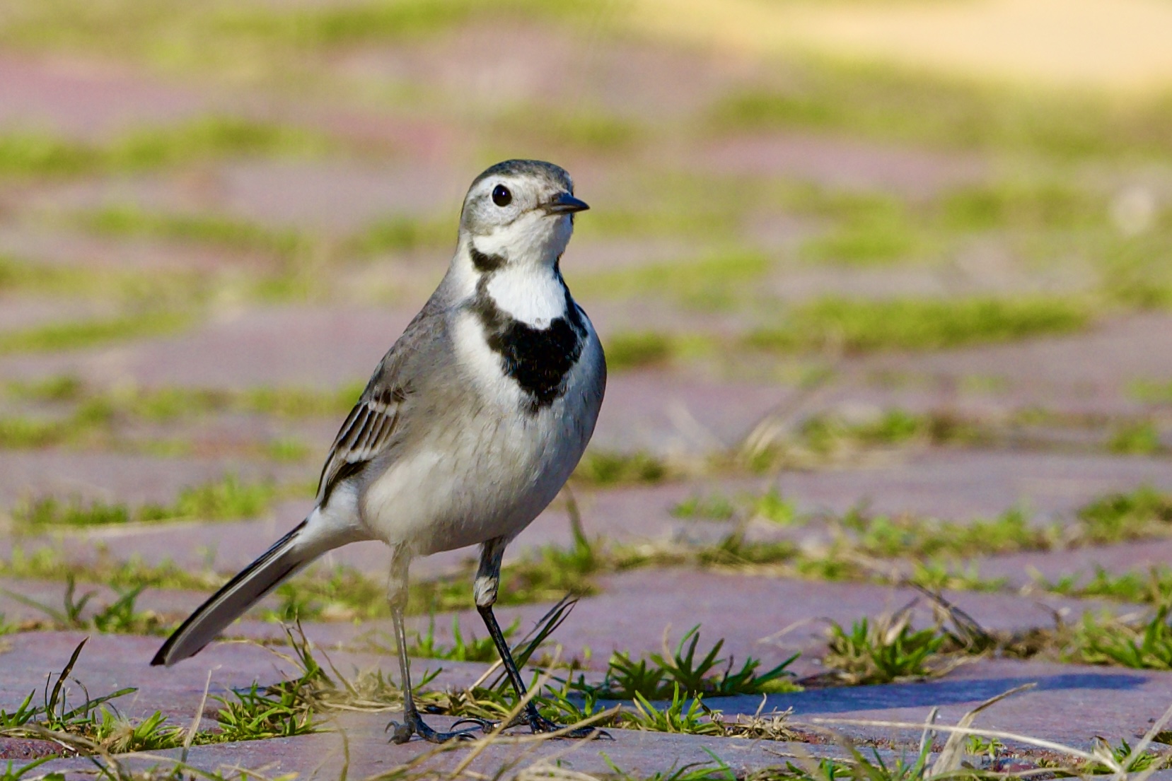 Ak kuyruksallayan » White Wagtail » Motacilla alba