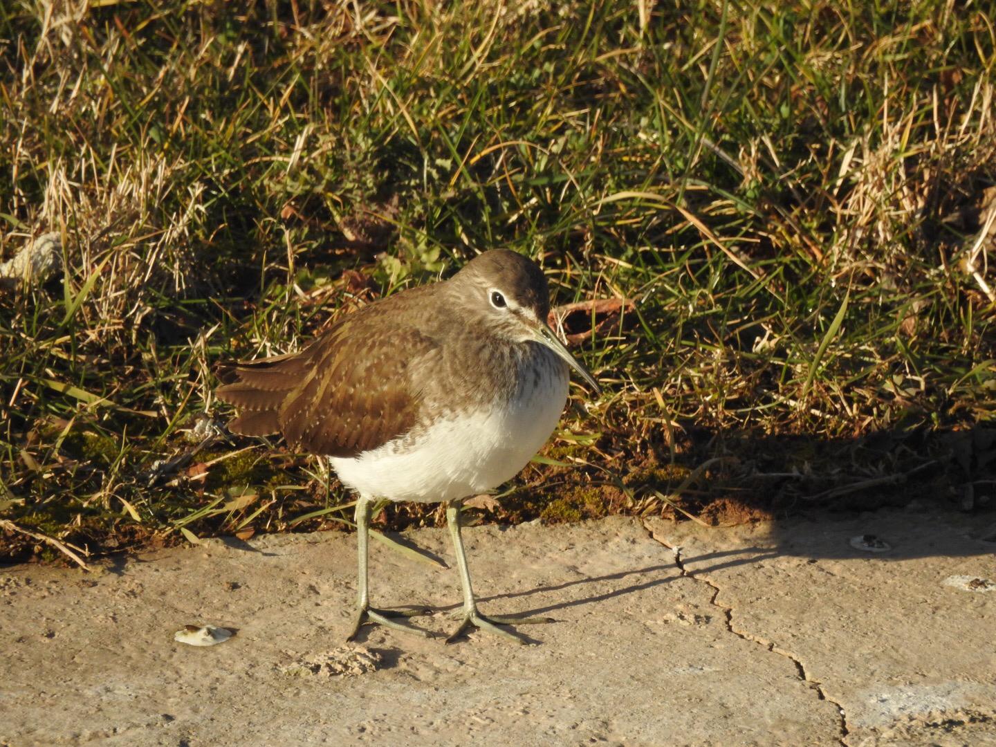 Yeşil düdükçün » Green Sandpiper » Tringa ochropus