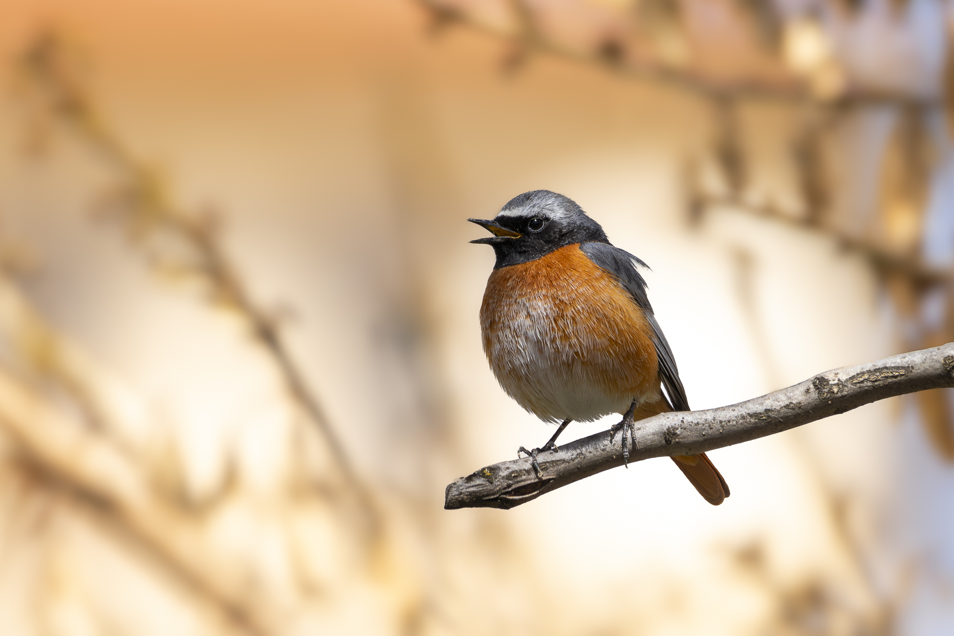 Kızılkuyruk » Common Redstart » Phoenicurus phoenicurus