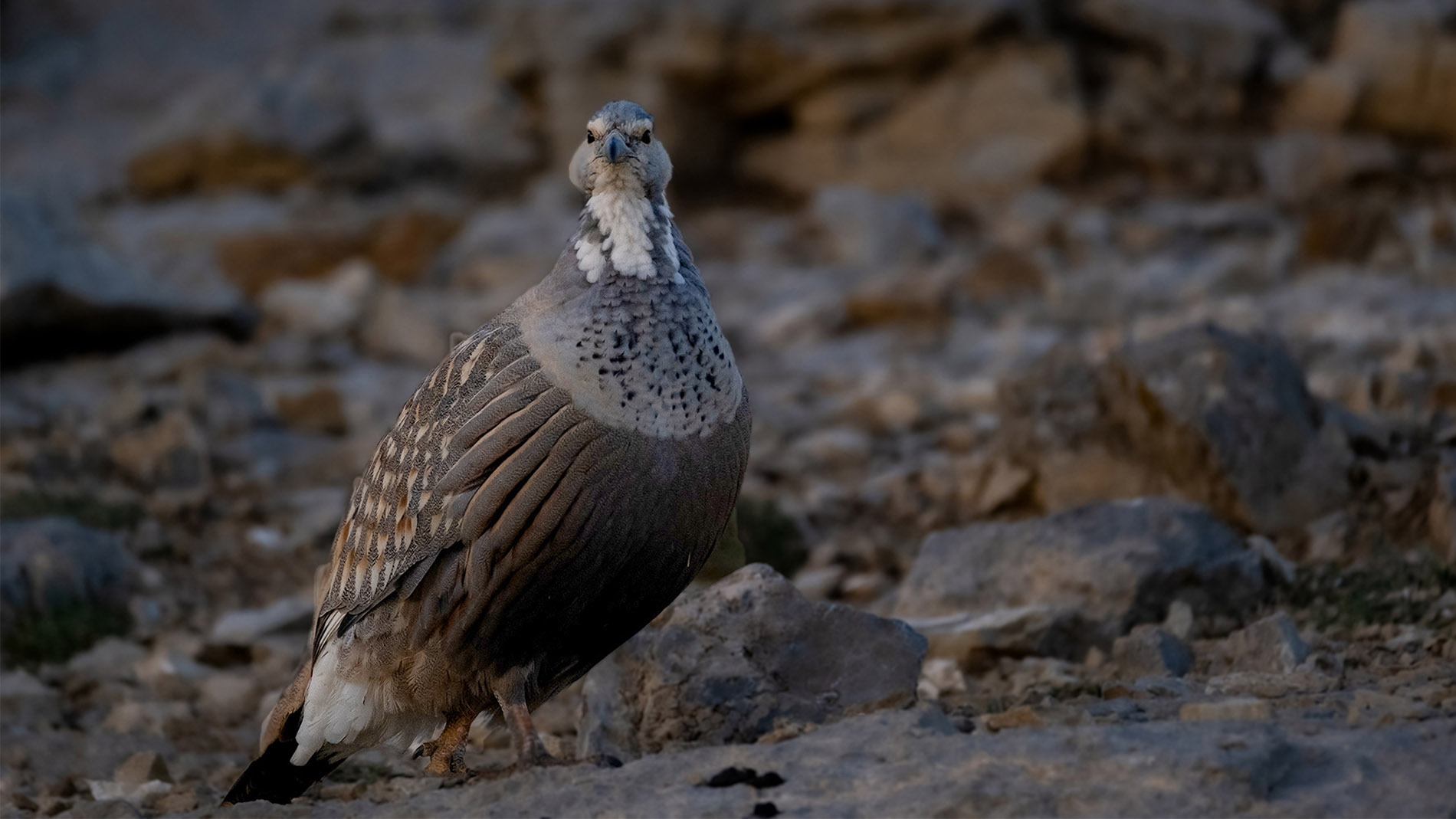 Urkeklik » Caspian Snowcock » Tetraogallus caspius