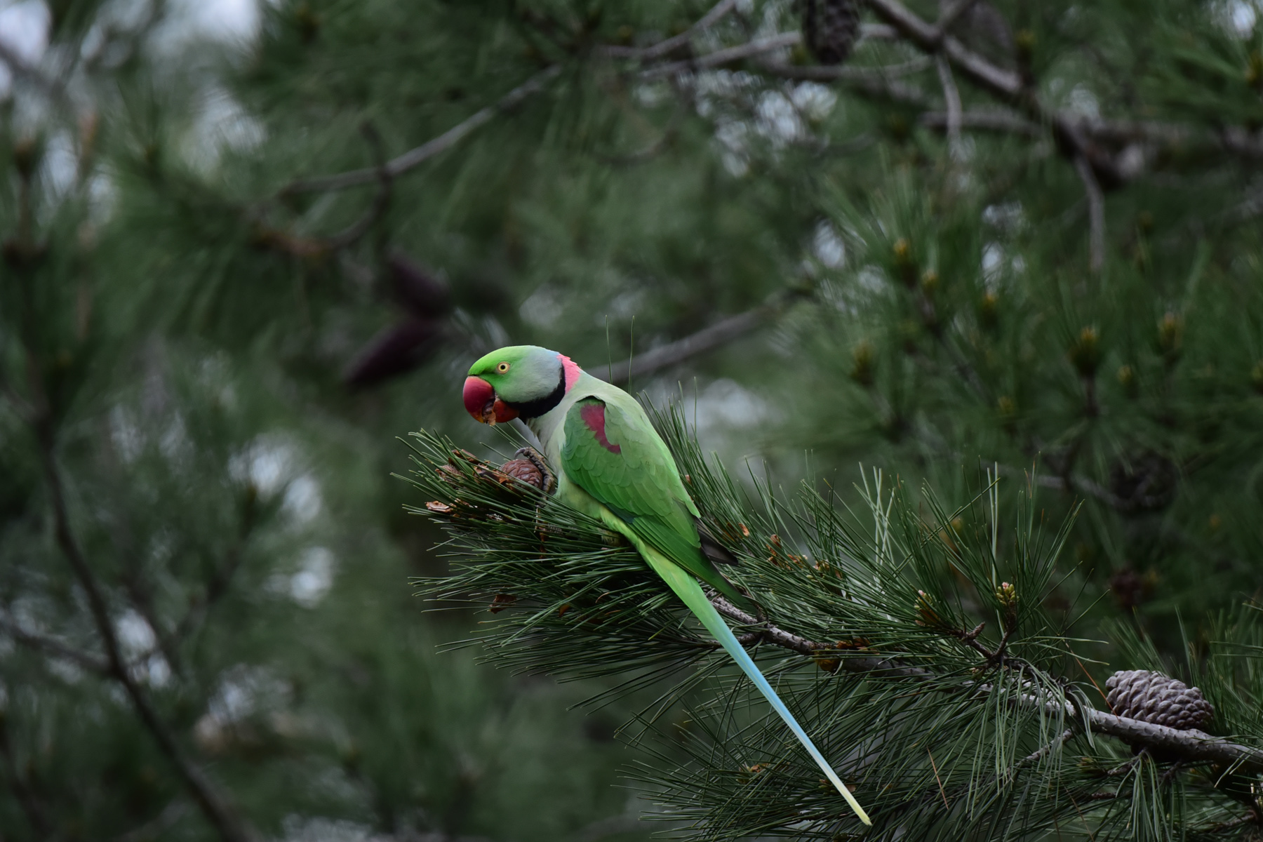İskender papağanı » Alexandrine Parakeet » Psittacula eupatria