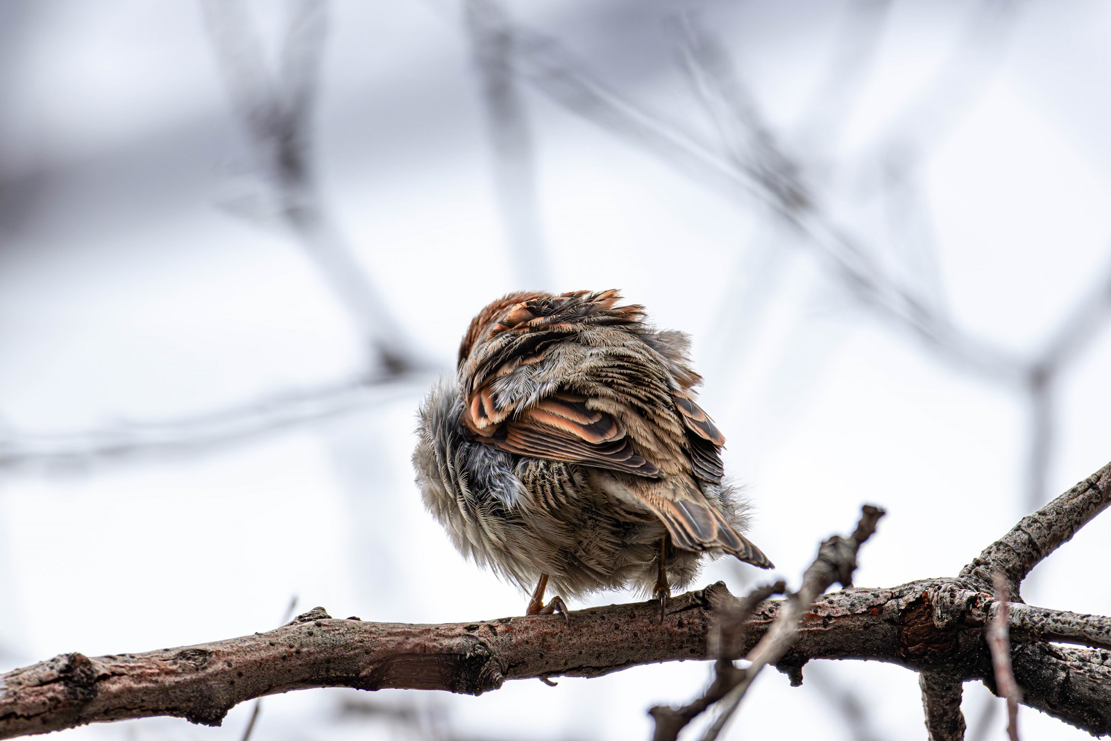 Serçe » House Sparrow » Passer domesticus