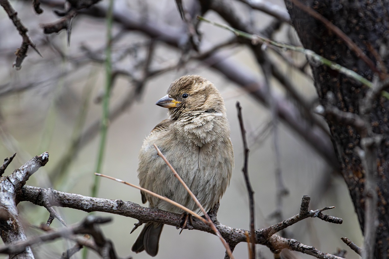 Serçe » House Sparrow » Passer domesticus