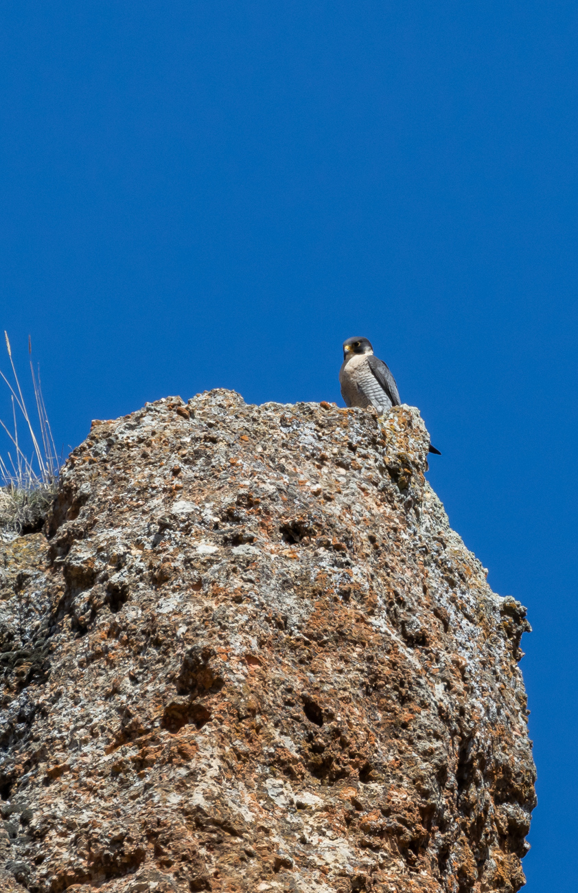 Gök doğan » Peregrine Falcon » Falco peregrinus