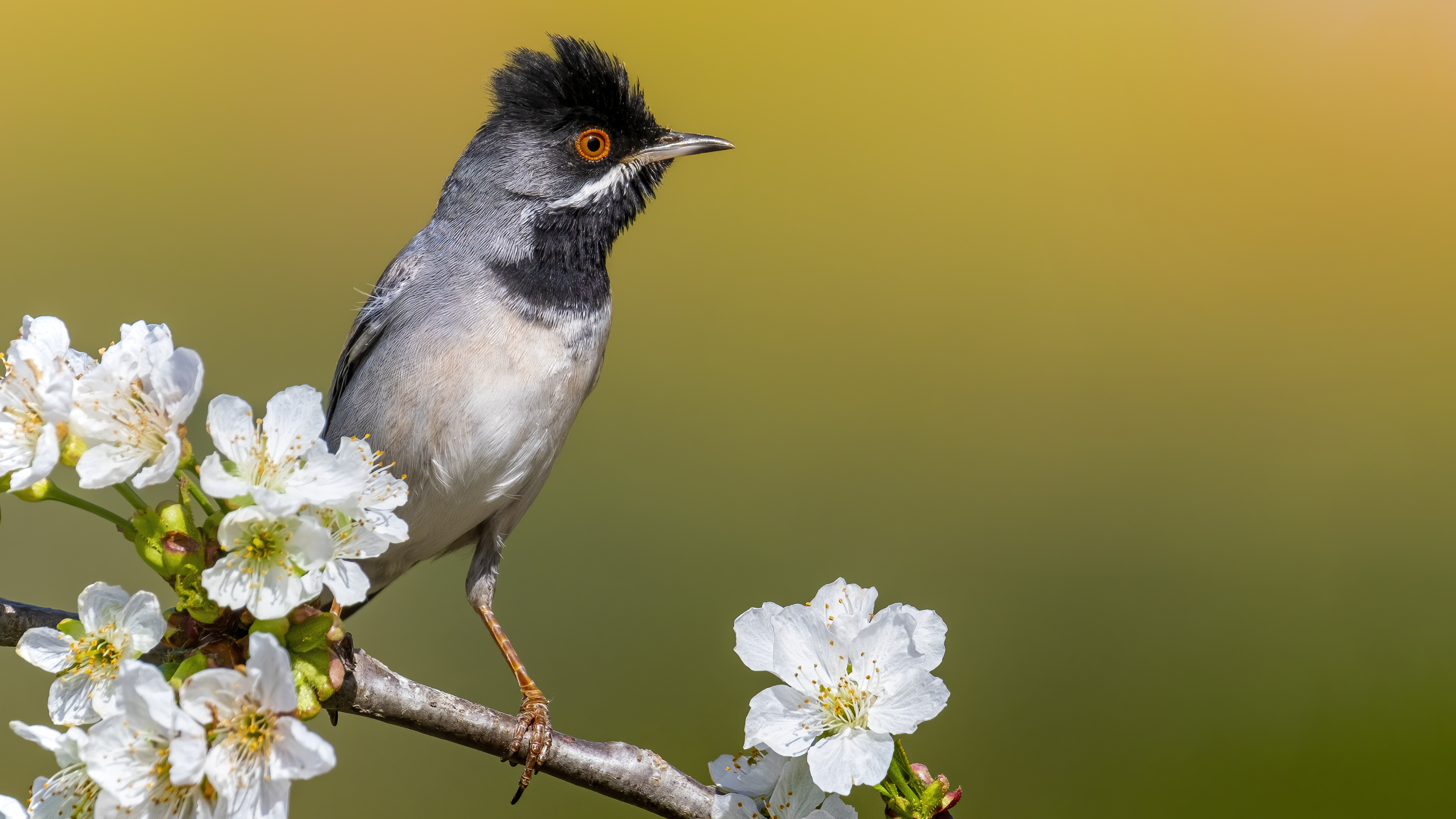 Karaboğazlı ötleğen » Rüppell`s Warbler » Sylvia ruppeli
