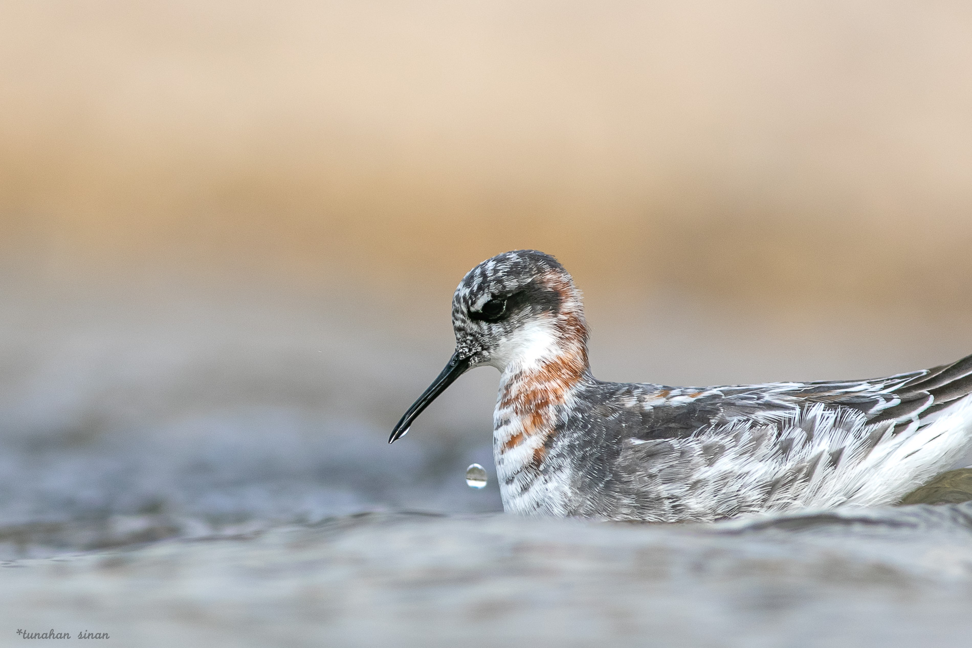 Denizdüdükçünü » Red-necked Phalarope » Phalaropus lobatus