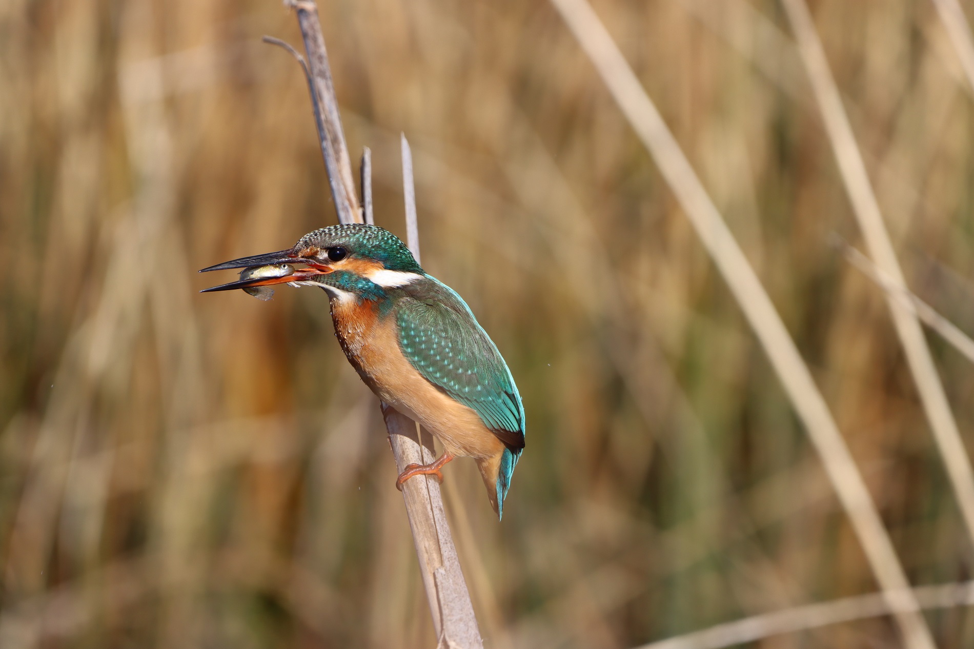 Yalıçapkını » Common Kingfisher » Alcedo atthis