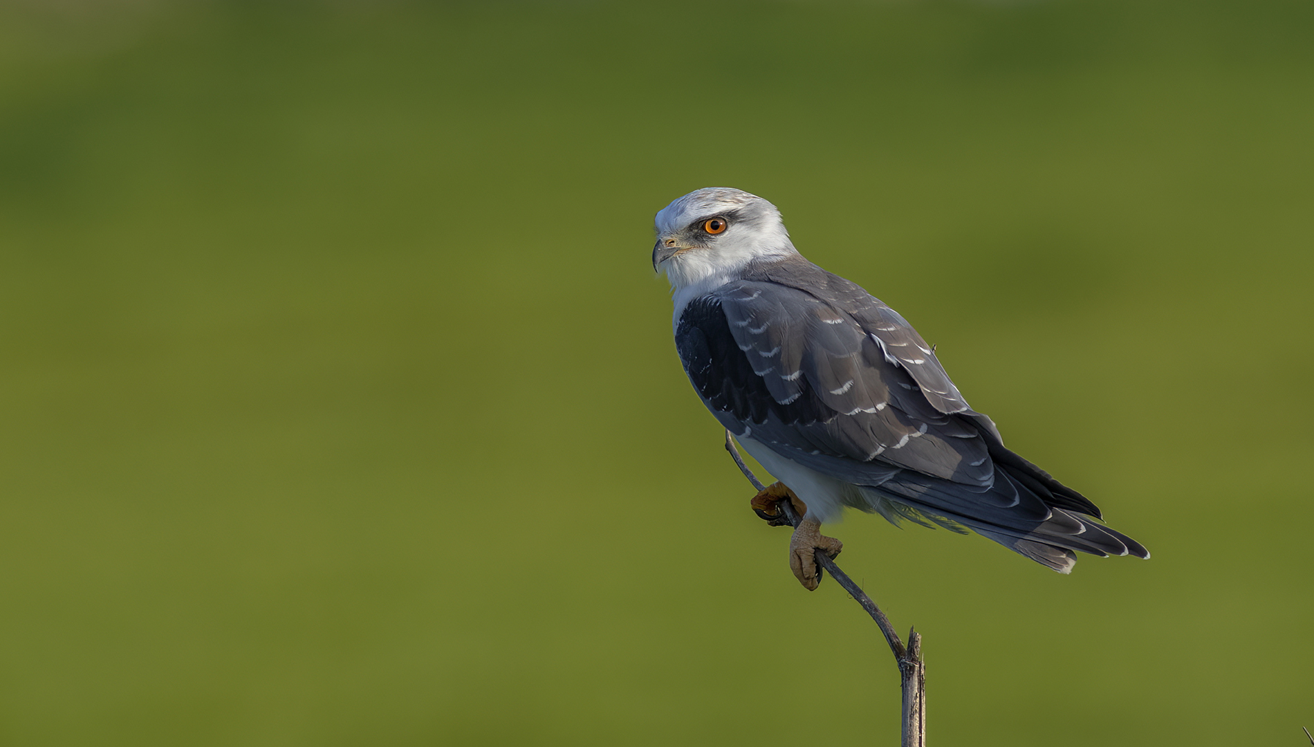 Ak çaylak » Black-winged Kite » Elanus caeruleus