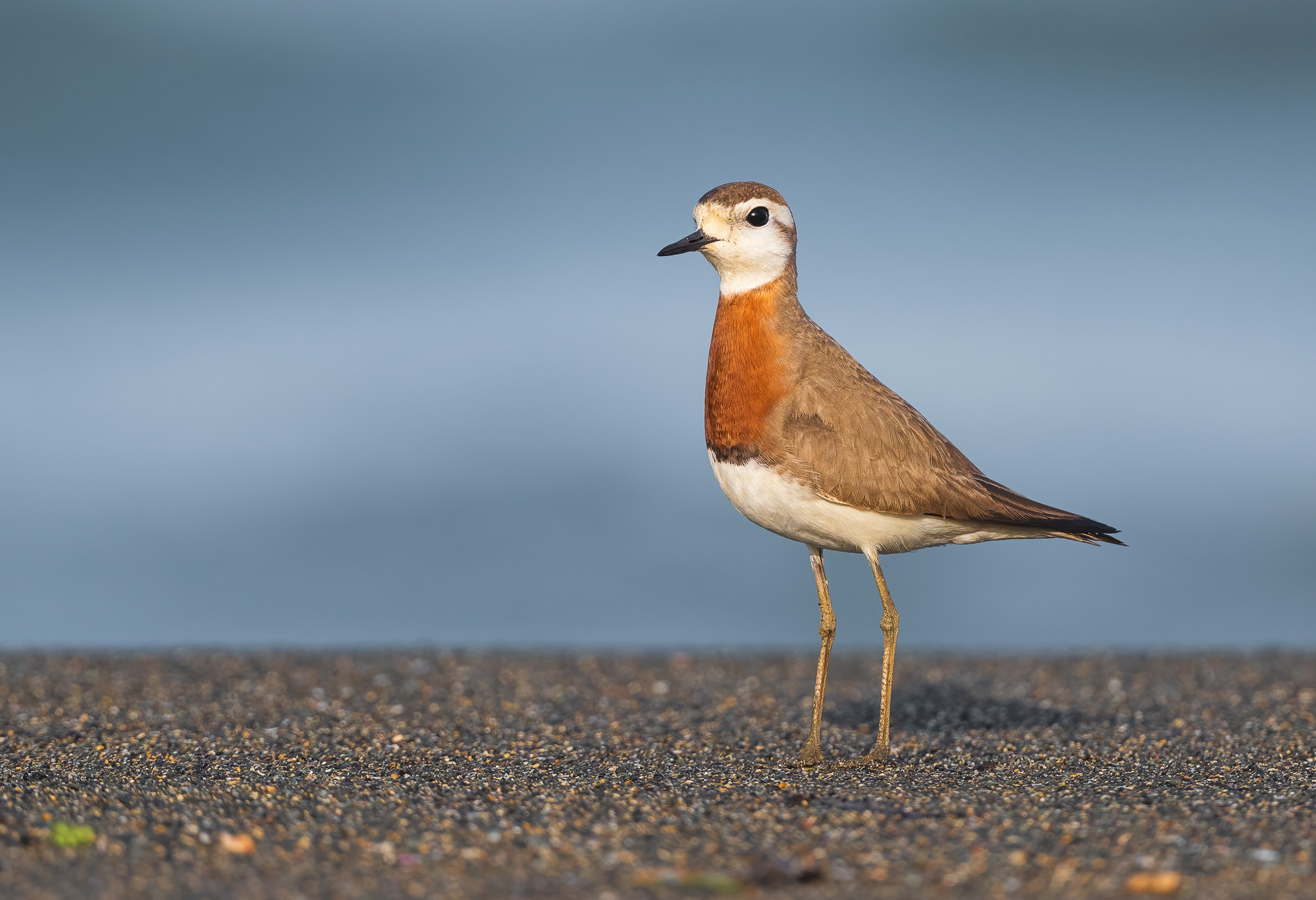 Doğu cılıbıtı » Caspian Plover » Anarhynchus asiaticus