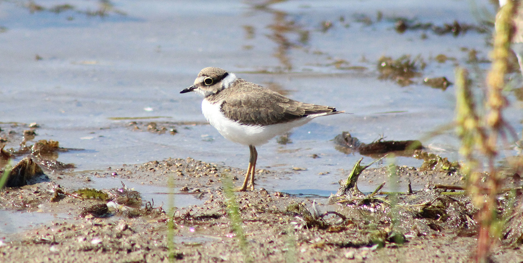 Halkalı küçük cılıbıt » Little Ringed Plover » Charadrius dubius