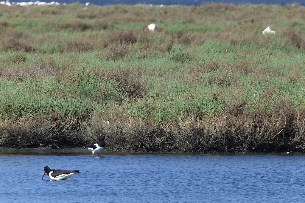 Poyrazkuşu » Eurasian Oystercatcher » Haematopus ostralegus