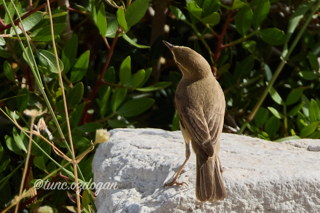 Küçük mukallit » Booted Warbler » Iduna caligata