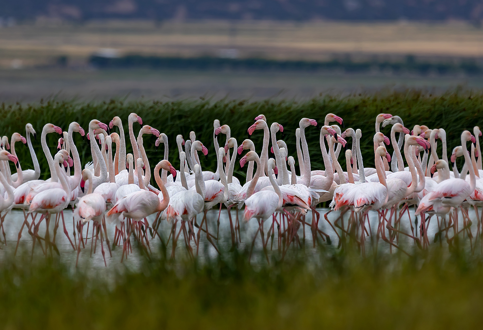 Flamingo » Greater Flamingo » Phoenicopterus roseus