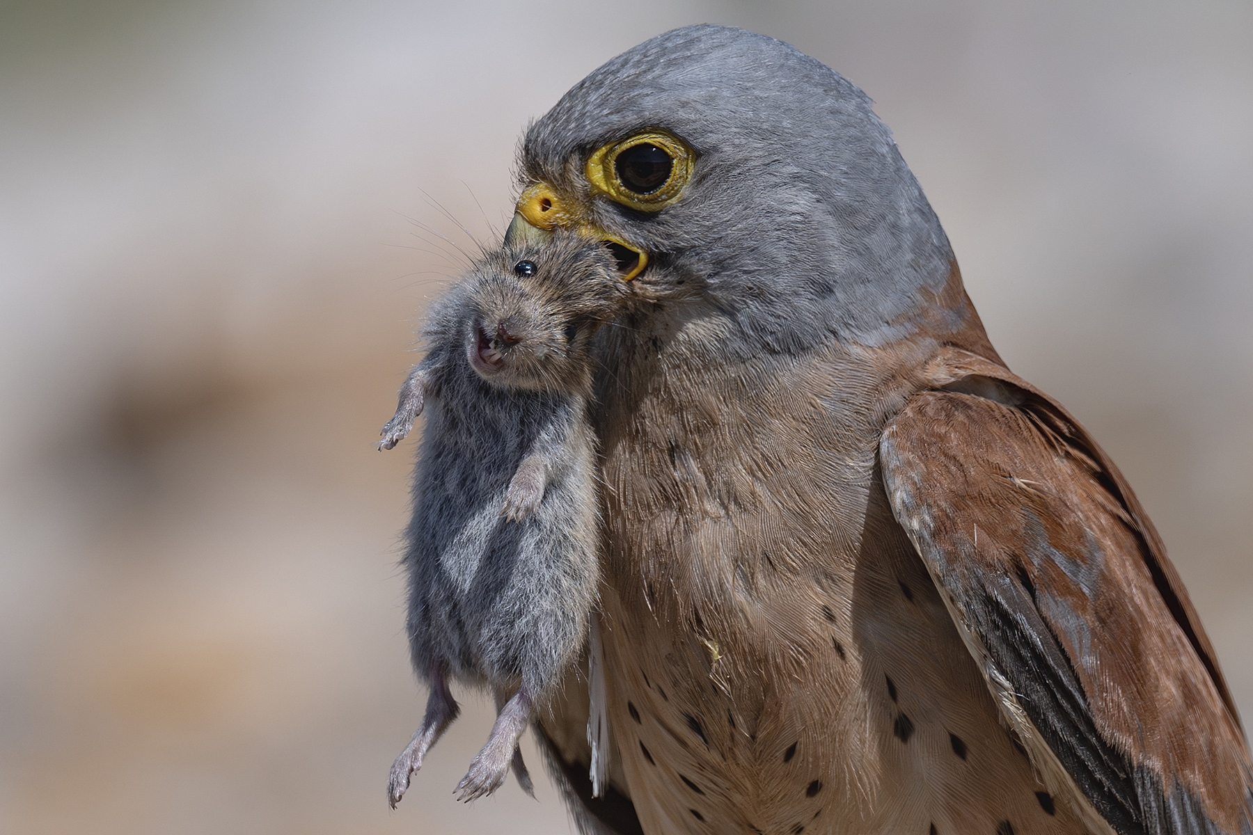 Küçük kerkenez » Lesser Kestrel » Falco naumanni