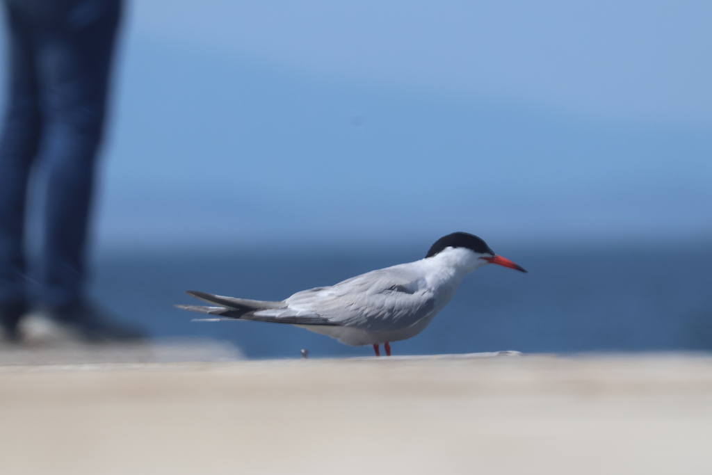 Sumru » Common Tern » Sterna hirundo
