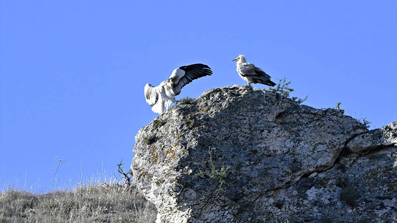 Küçük akbaba » Egyptian Vulture » Neophron percnopterus
