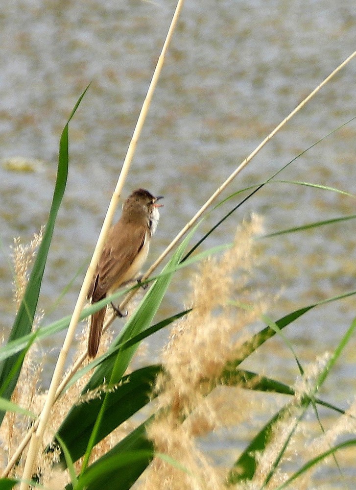 Büyük kamışçın » Great Reed Warbler » Acrocephalus arundinaceus