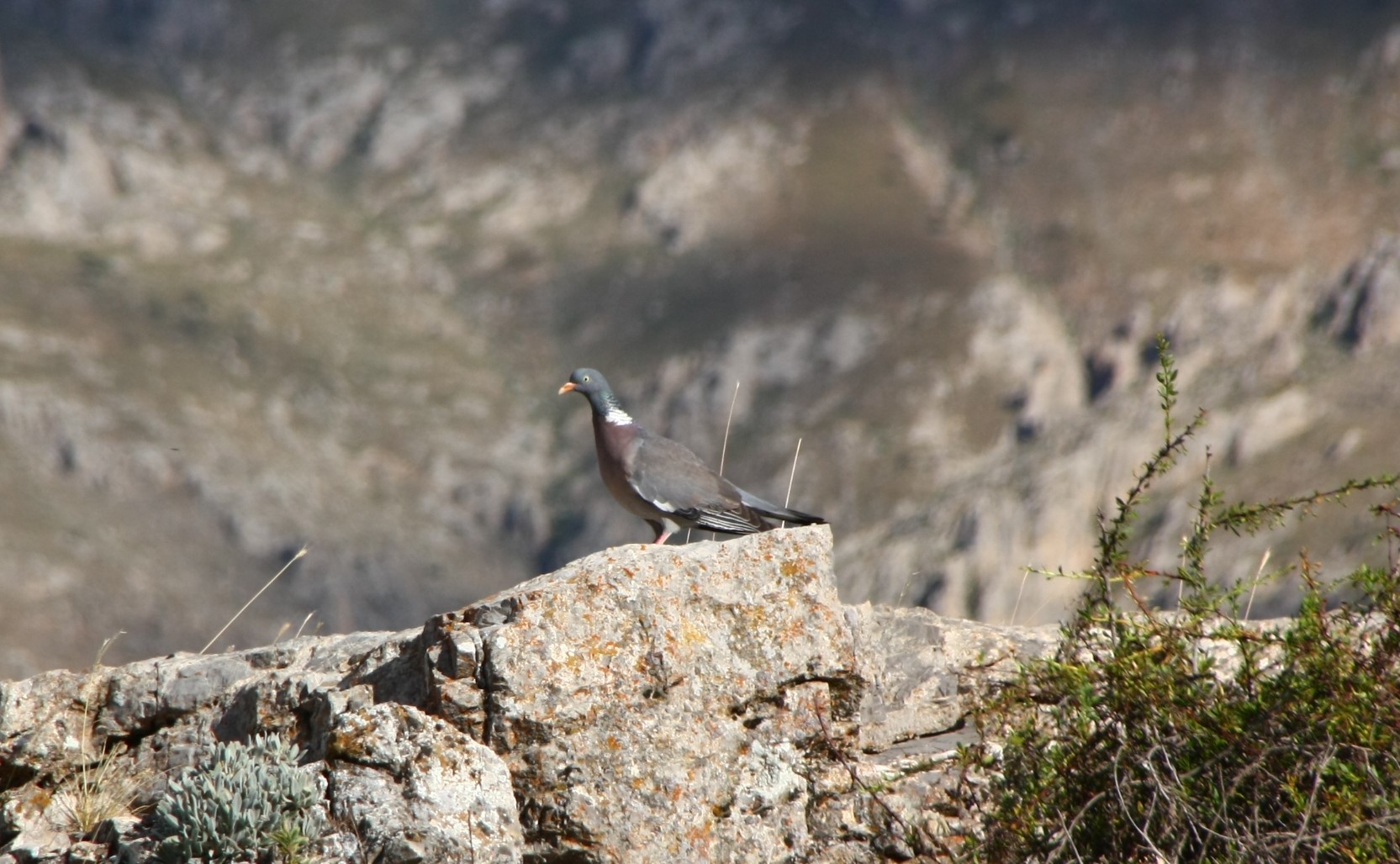 Tahtalı » Common Wood Pigeon » Columba palumbus