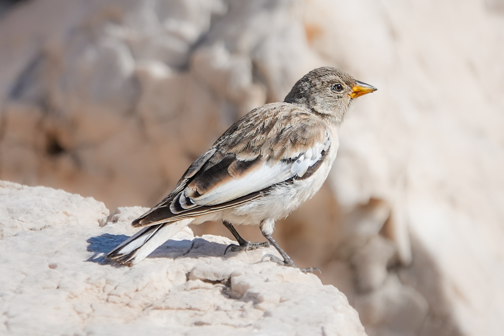 Kar serçesi » White-winged Snowfinch » Montifringilla nivalis
