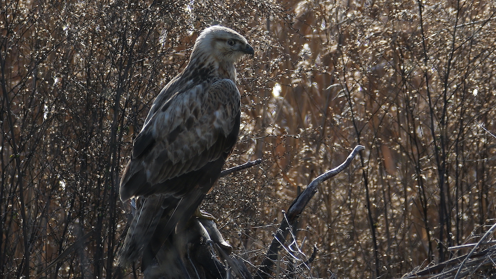 Kızıl şahin » Long-legged Buzzard » Buteo rufinus