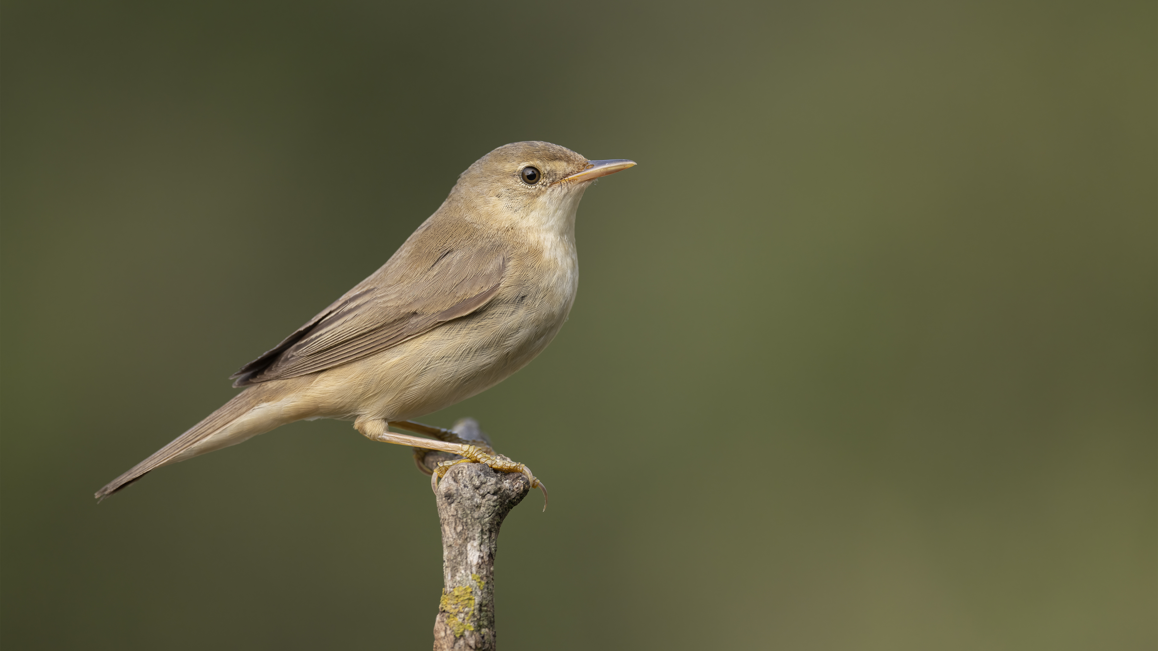 Çalı kamışçını » Marsh Warbler » Acrocephalus palustris