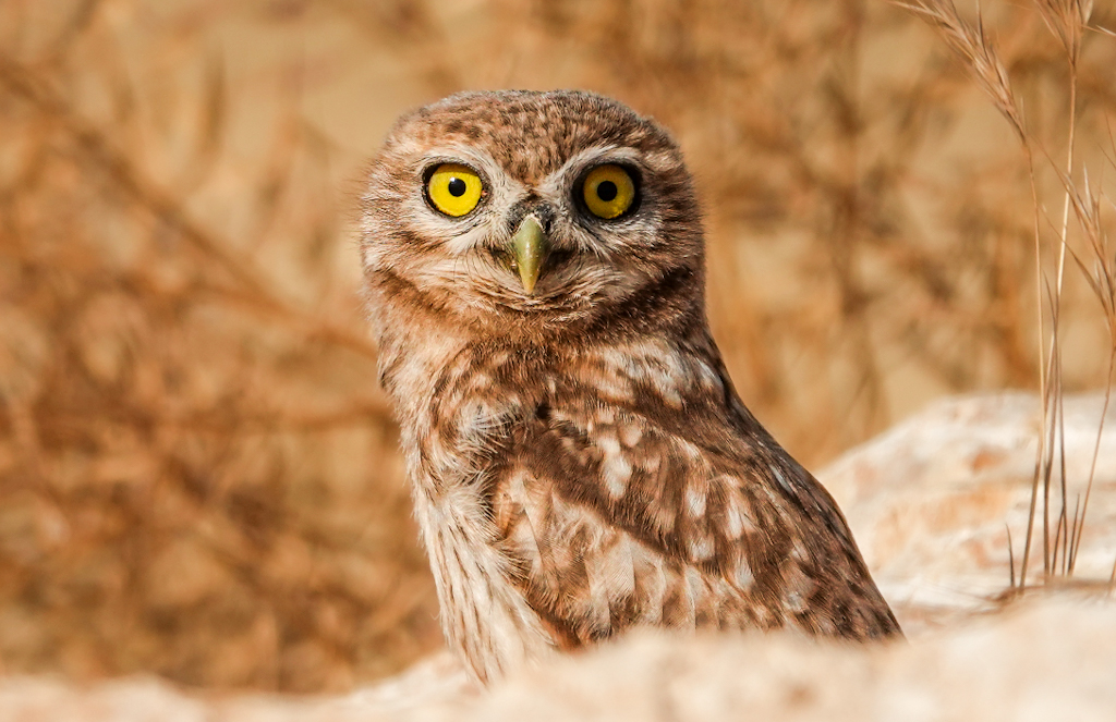 Kukumav » Little Owl » Athene noctua