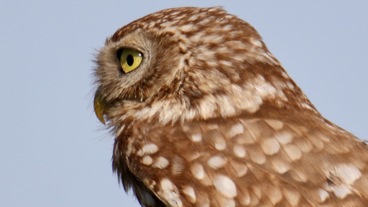 Kukumav » Little Owl » Athene noctua