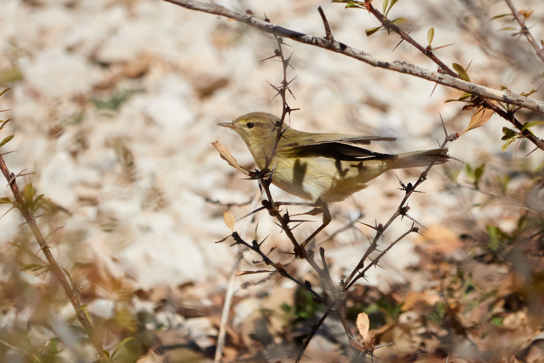 Çıvgın » Common Chiffchaff » Phylloscopus collybita