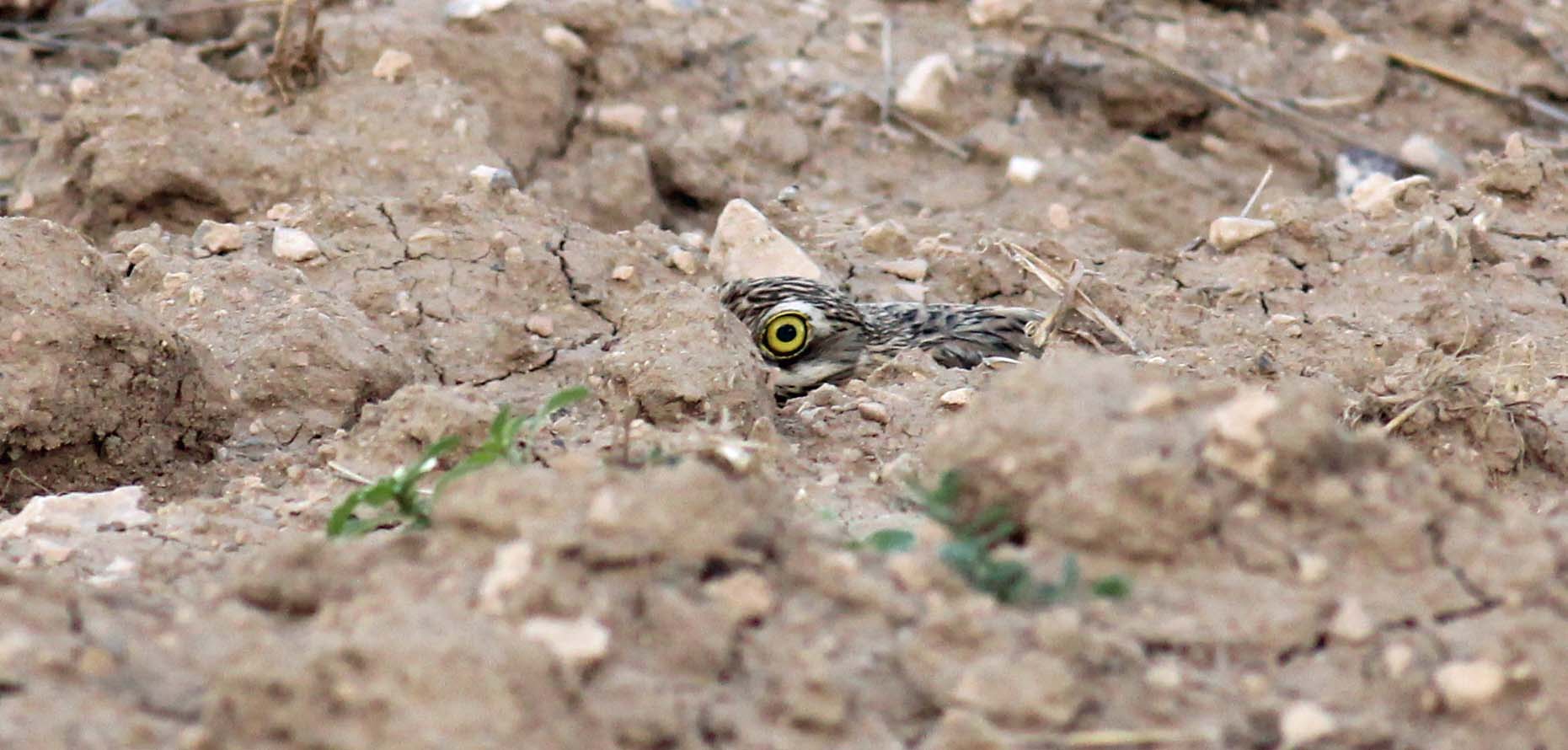 Kocagöz » Eurasian Stone-curlew » Burhinus oedicnemus