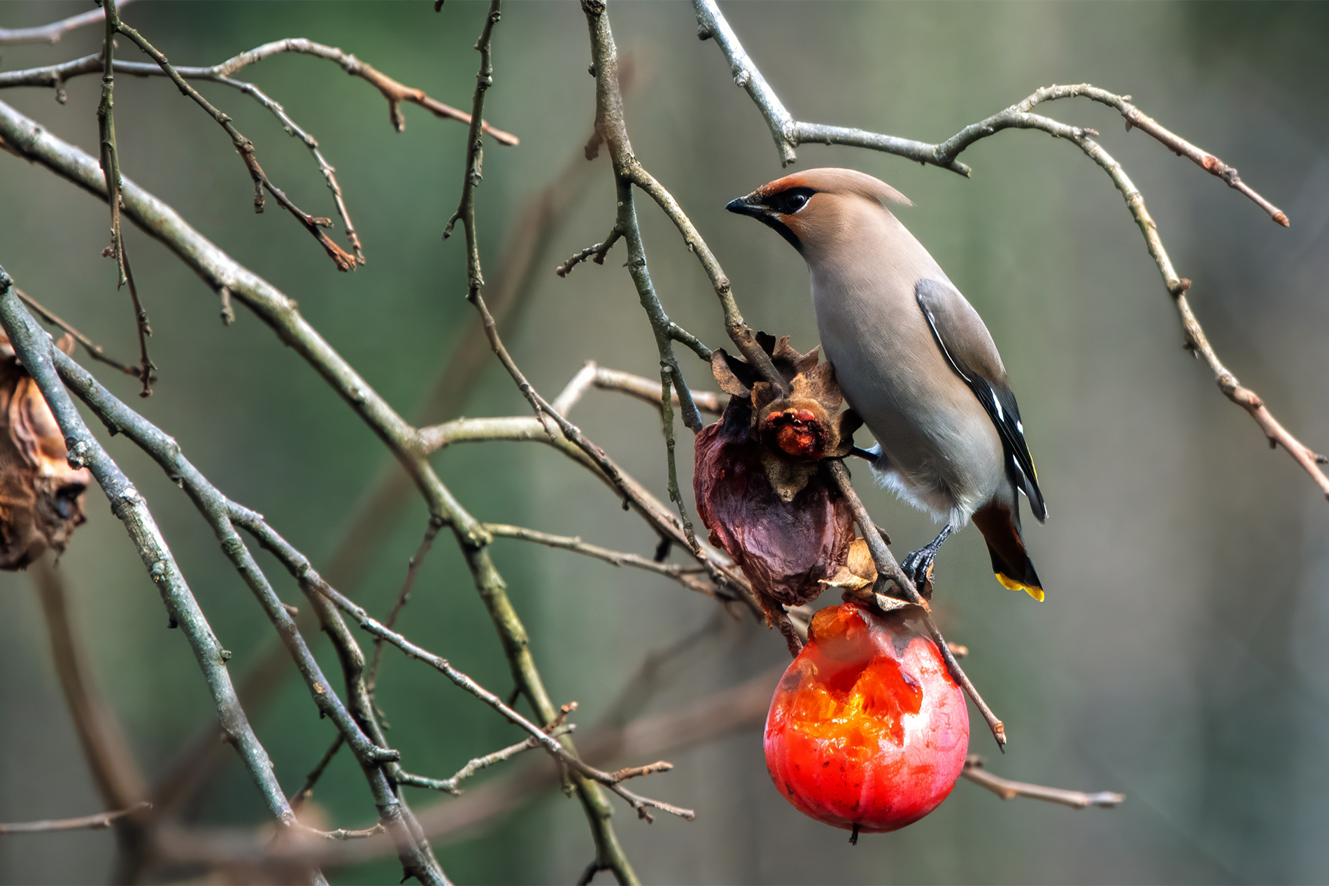 İpekkuyruk » Bohemian Waxwing » Bombycilla garrulus