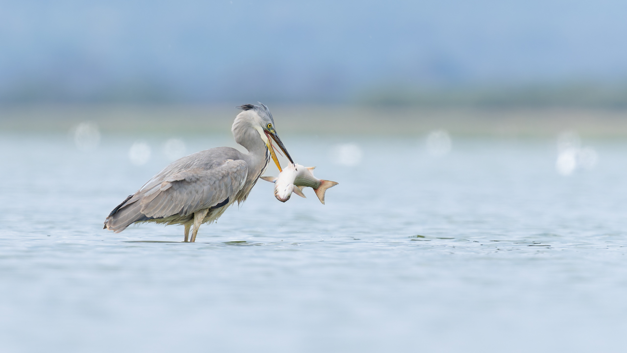 Gri balıkçıl » Grey Heron » Ardea cinerea