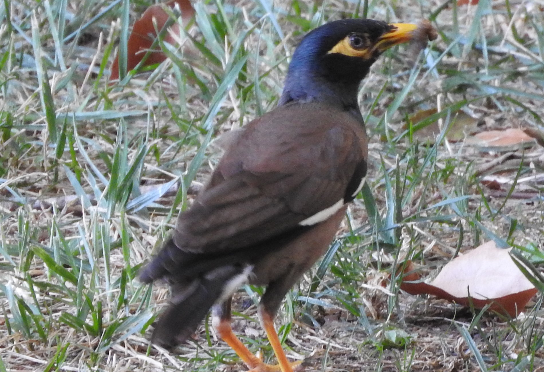 Çiğdeci » Common Myna » Acridotheres tristis
