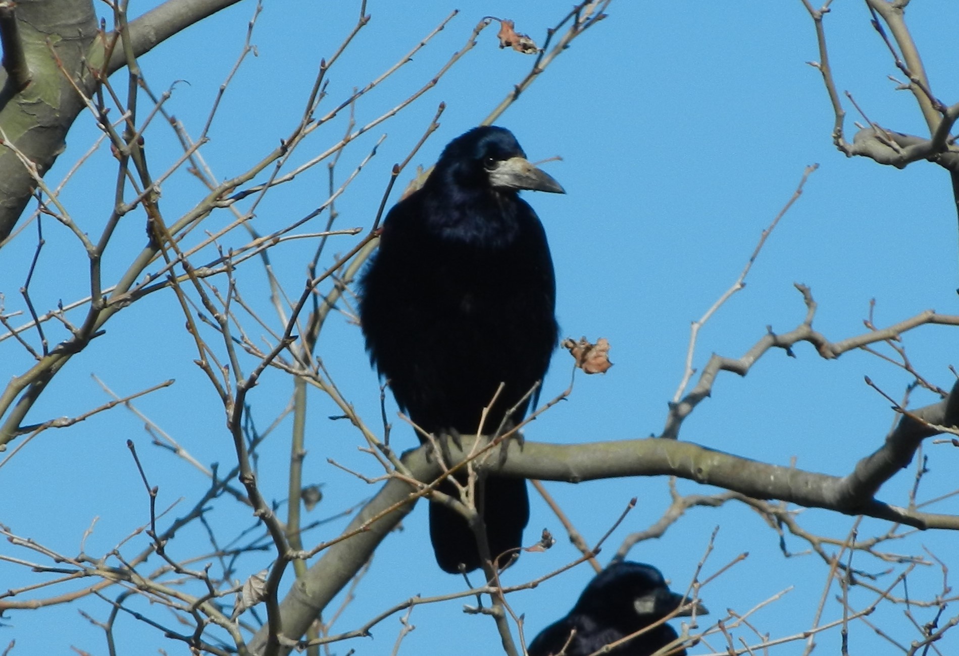Ekin kargası » Rook » Corvus frugilegus