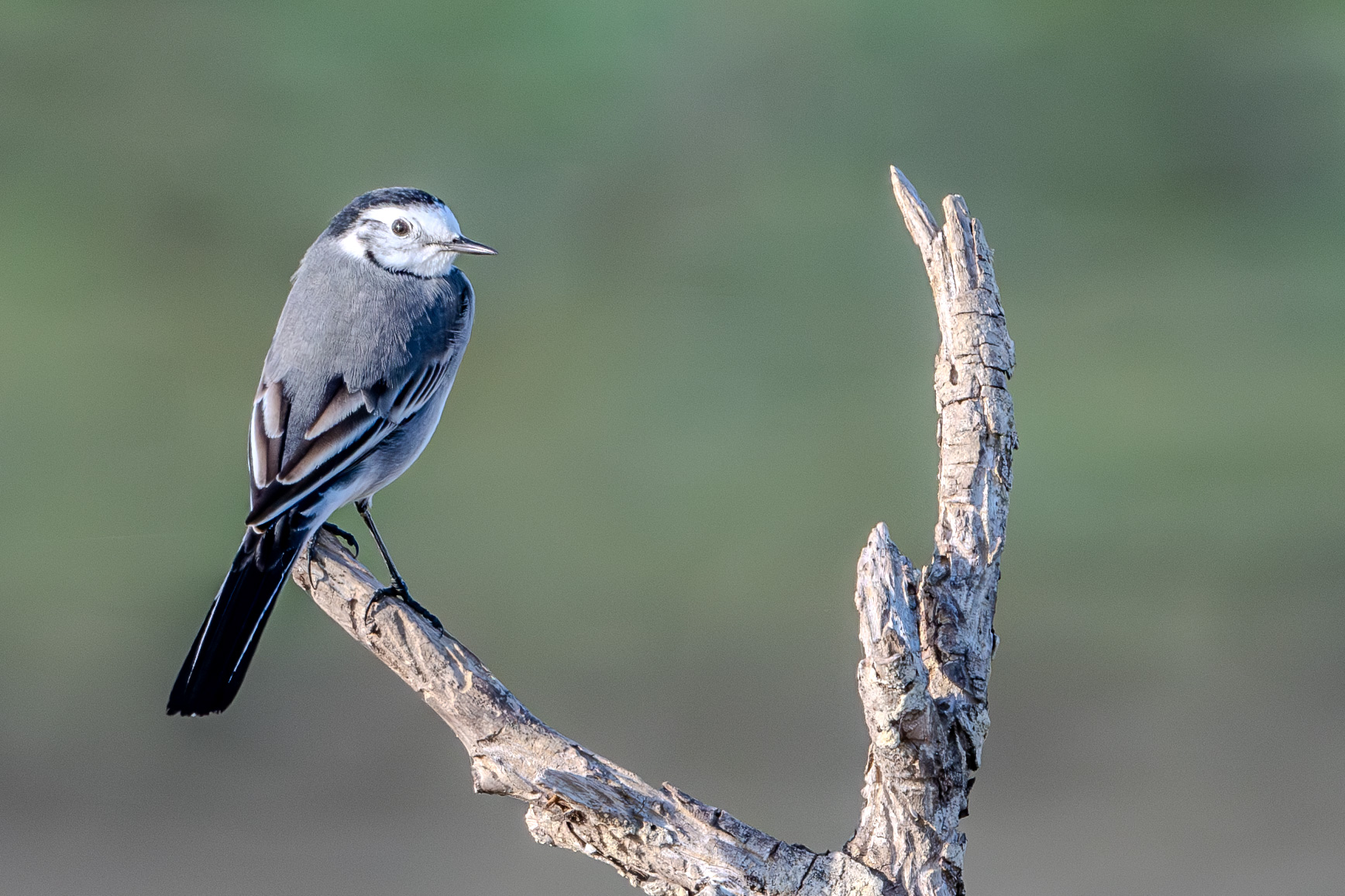 Ak kuyruksallayan » White Wagtail » Motacilla alba