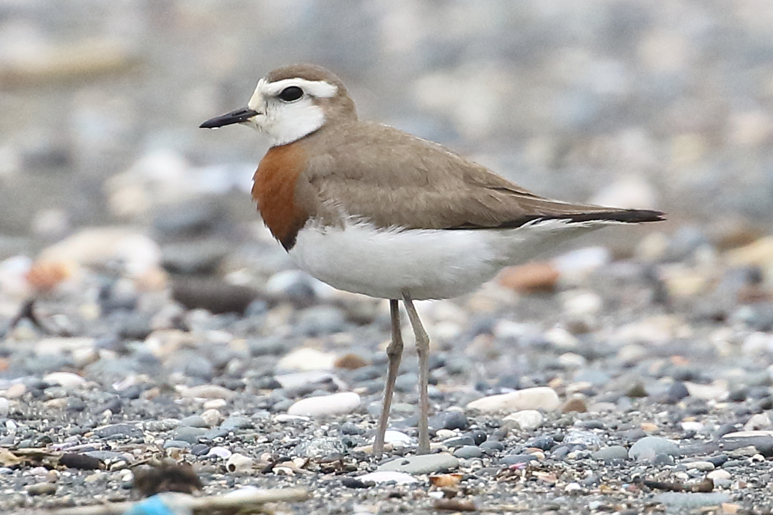 Doğu cılıbıtı » Caspian Plover » Anarhynchus asiaticus