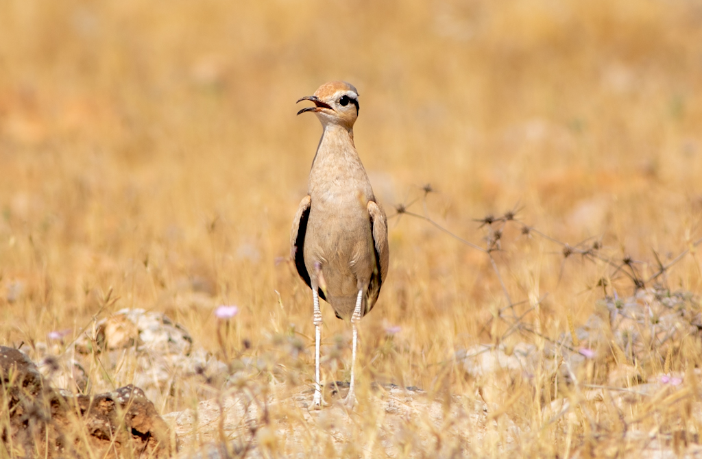 Çölkoşarı » Cream-colored Courser » Cursorius cursor