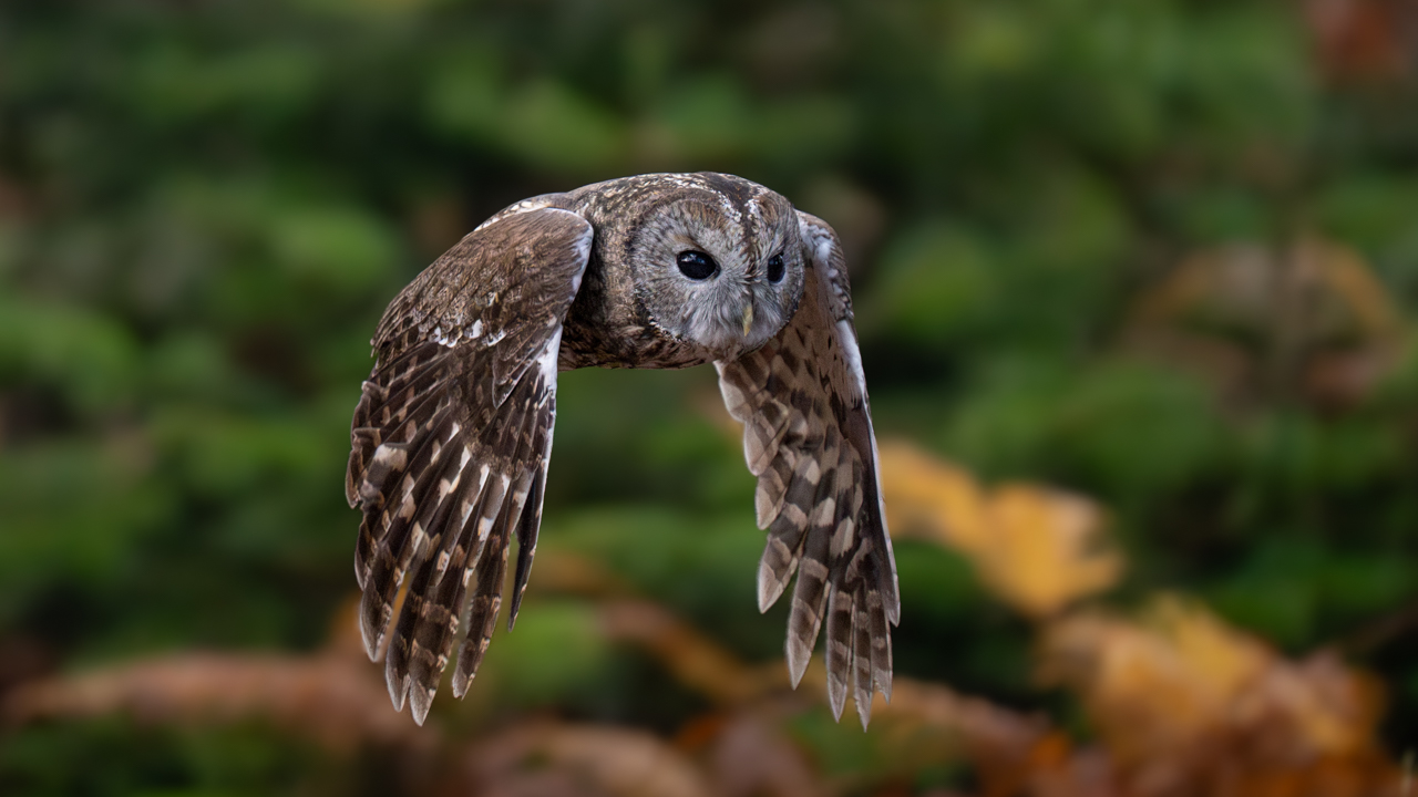 Alaca baykuş » Tawny Owl » Strix aluco